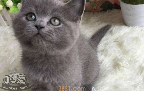 蓝猫发的情的特征 看看你家蓝猫发情了吗(图3)