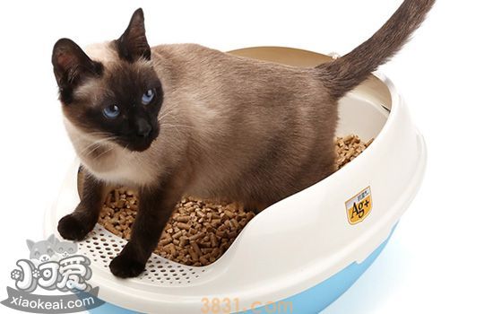 松木猫砂怎么用 松木猫砂使用方式(图1)