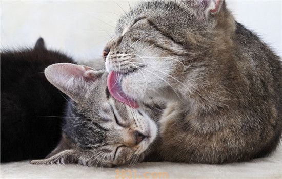 猫生小猫有几个胎盘 母猫为什么会吃掉胎盘(图1)