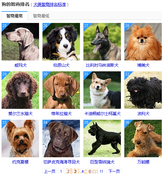 狗狗智商排名前50 这些狗狗真的太聪明了!(图3)