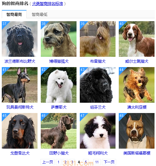 狗狗智商排名前50 这些狗狗真的太聪明了!(图4)