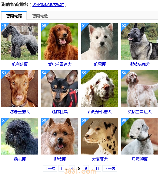 狗狗智商排名前50 这些狗狗真的太聪明了!(图5)