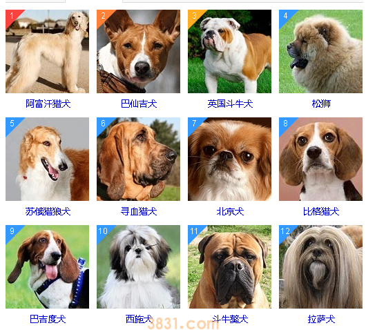 智商低的狗狗排名 这些狗狗真是“傻”的可爱(图1)