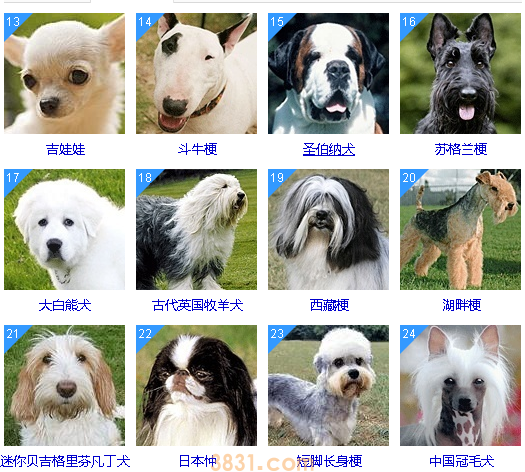 智商低的狗狗排名 这些狗狗真是“傻”的可爱(图2)
