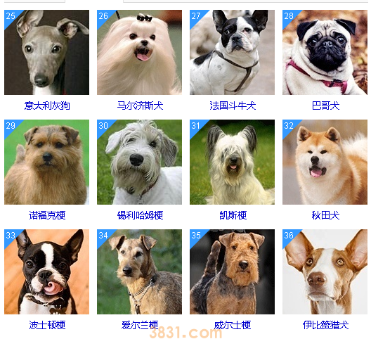 智商低的狗狗排名 这些狗狗真是“傻”的可爱(图3)