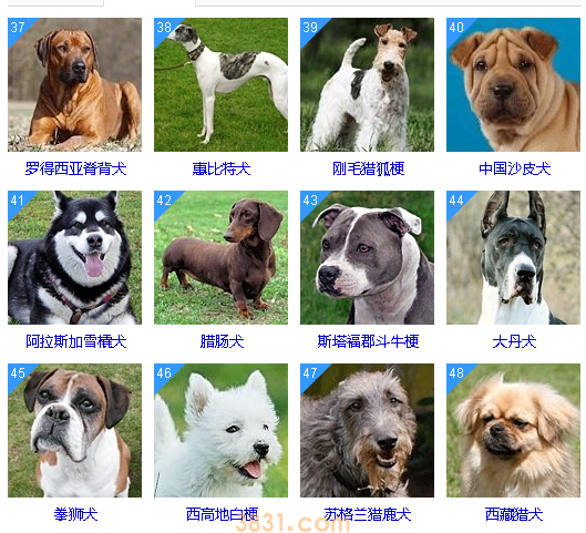 智商低的狗狗排名 这些狗狗真是“傻”的可爱(图4)