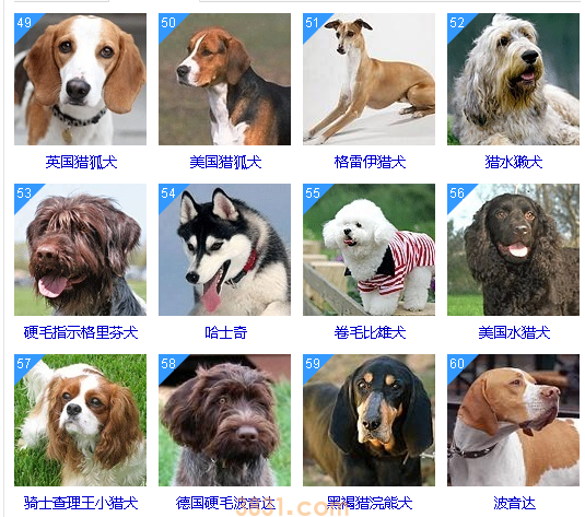 智商低的狗狗排名 这些狗狗真是“傻”的可爱(图5)