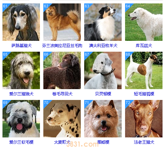 智商低的狗狗排名 这些狗狗真是“傻”的可爱(图6)