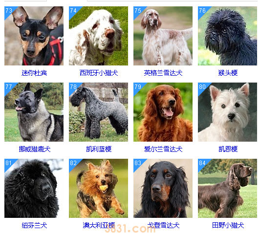 智商低的狗狗排名 这些狗狗真是“傻”的可爱(图7)