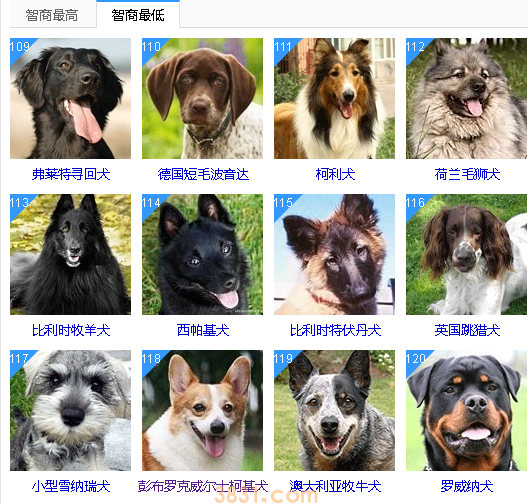 智商低的狗狗排名 这些狗狗真是“傻”的可爱(图10)
