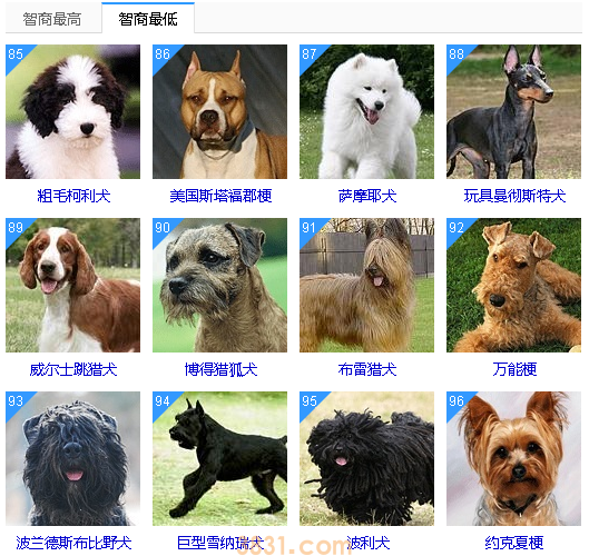 智商低的狗狗排名 这些狗狗真是“傻”的可爱(图8)