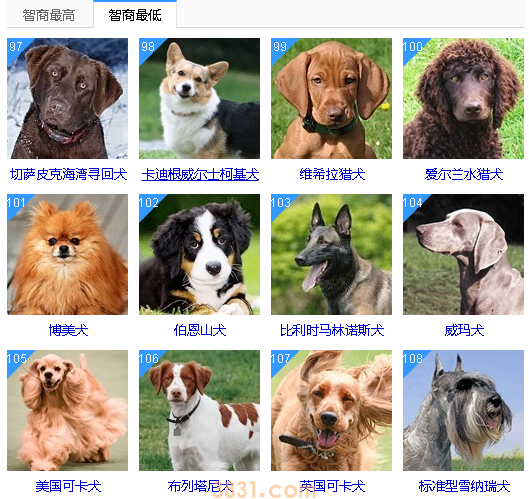 智商低的狗狗排名 这些狗狗真是“傻”的可爱(图9)
