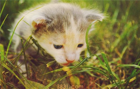 猫拉绿色的便便 猫咪吃草有哪些好处(图1)