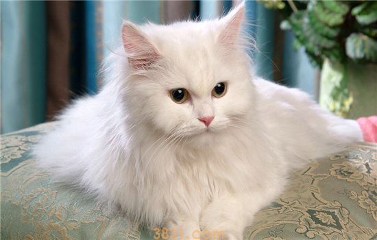 猫自发性膀胱炎的认识 铲屎官们要注意了(图1)