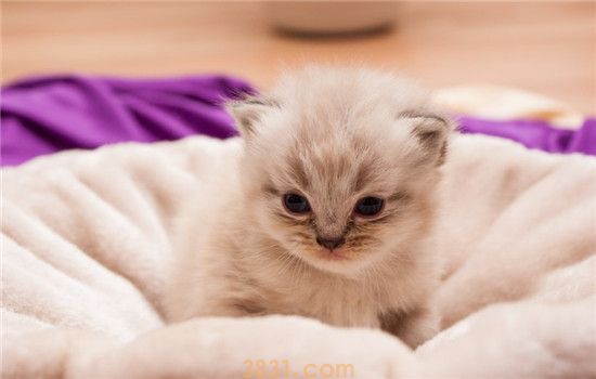 猫怀孕30天没肚子 猫咪怀孕期间有哪些需要注意的(图1)