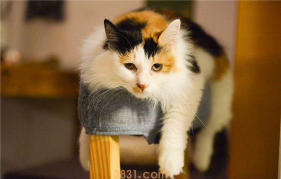 猫咪奶涨的很硬怎么办 猫咪奶涨千万不能挤奶(图1)