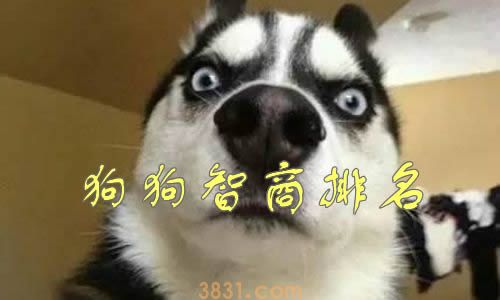 狗狗智商排名前100名  这些狗狗你都听说过吗(图1)