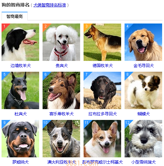 狗狗智商排名前100名  这些狗狗你都听说过吗(图2)