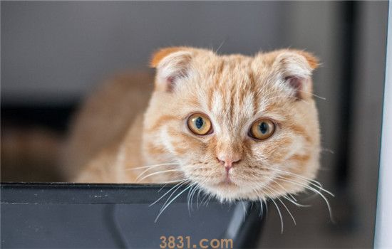 猫打疫苗吐黄水 猫咪打疫苗有哪些注意事项完(图1)