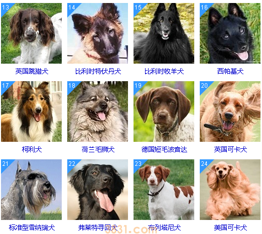 狗狗智商排名前100名  这些狗狗你都听说过吗(图3)