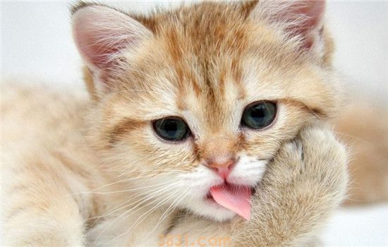 猫打疫苗吐黄水 猫咪打疫苗有哪些注意事项完(图2)
