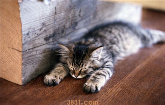 猫癣家里怎么消毒彻底 猫藓会不会传染给人类(图1)