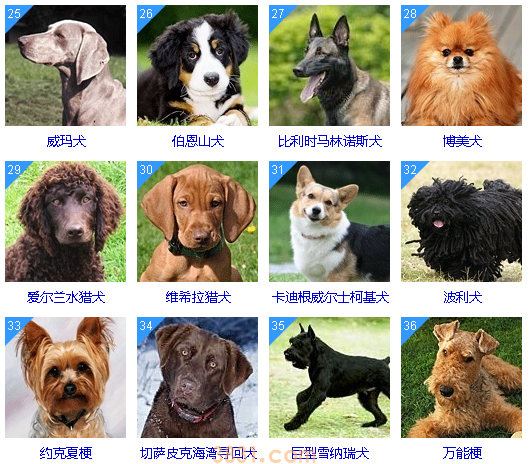 狗狗智商排名前100名  这些狗狗你都听说过吗(图4)