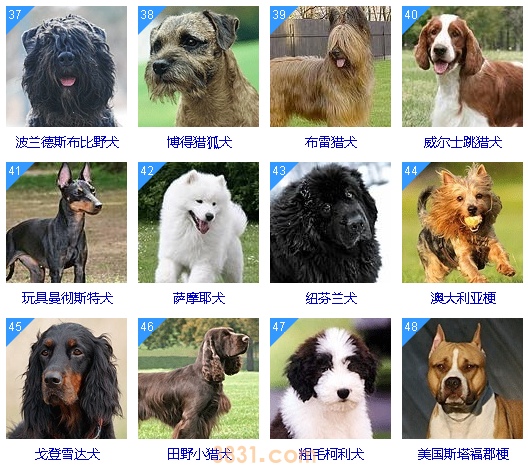 狗狗智商排名前100名  这些狗狗你都听说过吗(图5)
