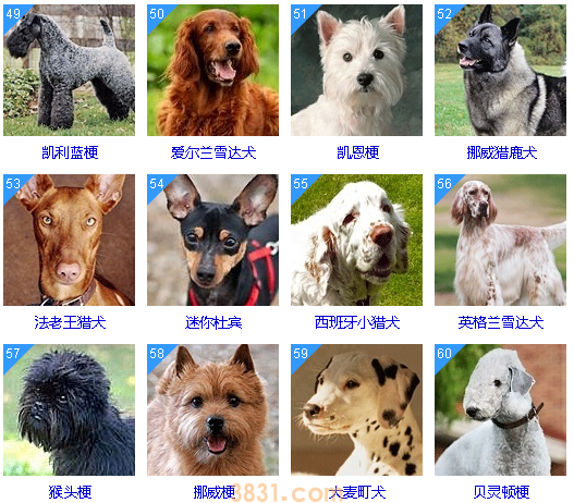 狗狗智商排名前100名  这些狗狗你都听说过吗(图6)