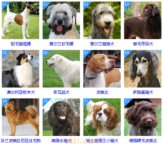 狗狗智商排名前100名  这些狗狗你都听说过吗(图7)