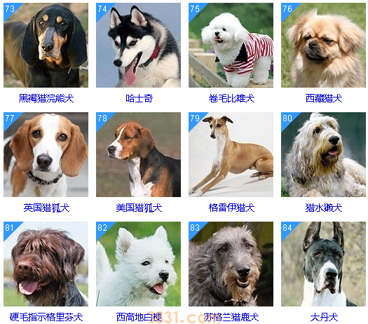 狗狗智商排名前100名  这些狗狗你都听说过吗(图8)