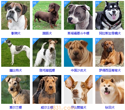 狗狗智商排名前100名  这些狗狗你都听说过吗(图9)