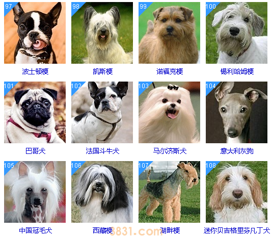 狗狗智商排名前100名  这些狗狗你都听说过吗(图10)