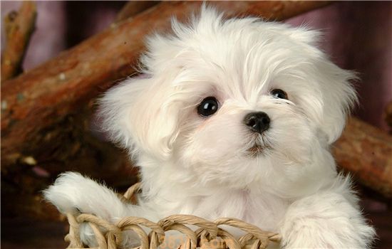 博美犬会咬人吗 这些情况它确实会咬人!(图1)