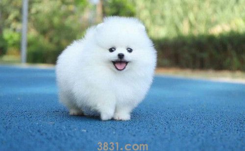 博美犬的优缺点 这些你得知晓(图1)