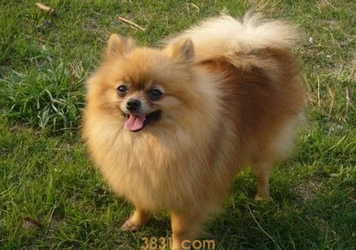 博美犬的优缺点 这些你得知晓(图2)