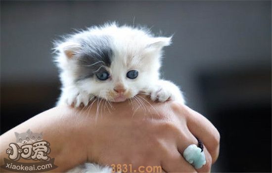 猫不出门会不会得猫瘟 感染了猫瘟的猫要如何护理(图1)