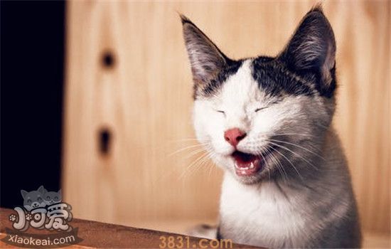 猫瘟是什么 猫咪得猫瘟的症状是什么(图2)