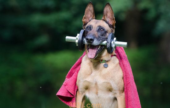 马犬尾巴打卷是不纯吗 教你如何分辨纯种马犬(图1)