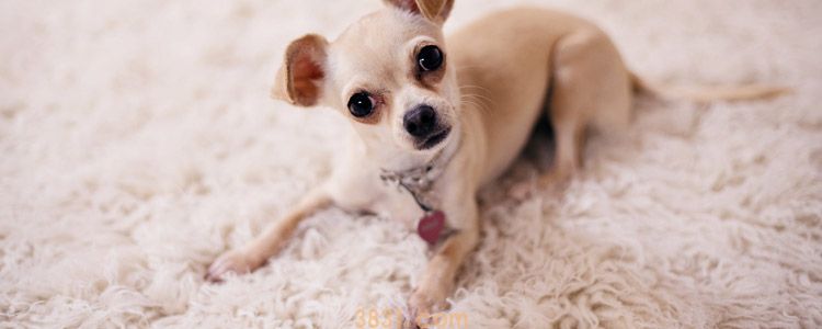 狗狗会感染新型冠状病毒肺炎吗 连蝙蝠都会感染?(图1)