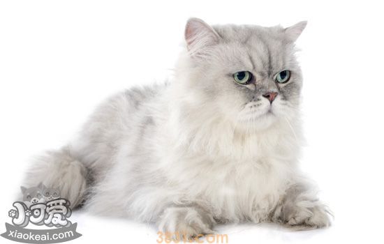 猫肚子突然变大 肚子大仅仅是怀孕吗(图2)