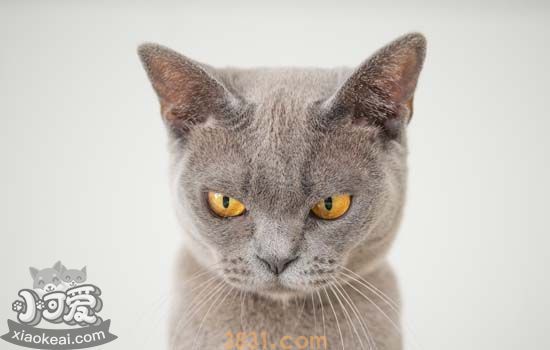 猫孕期补充什么营养 猫怀孕期间要补充什么(图1)
