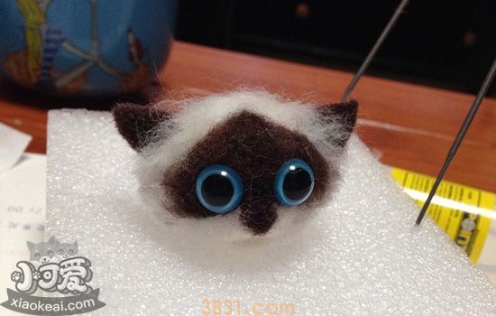 猫口炎吃什么药 猫口炎吃什么药能康复(图1)