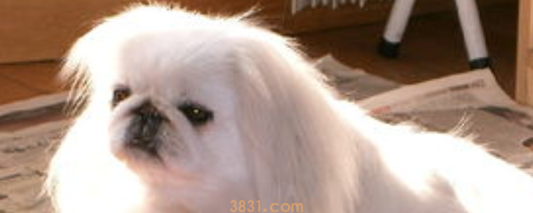 哈巴狗是什么品种 就是常见的京巴犬啦!(图1)