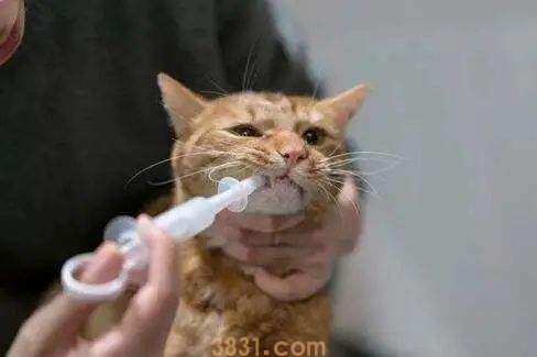 给猫做体外驱虫注意什么 猫体外驱虫这些可不能忽略的!(图1)
