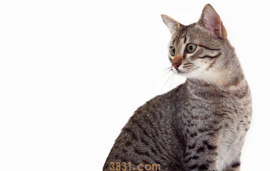 猫下巴长脓包 猫下巴长脓包你可得注意了!(图1)