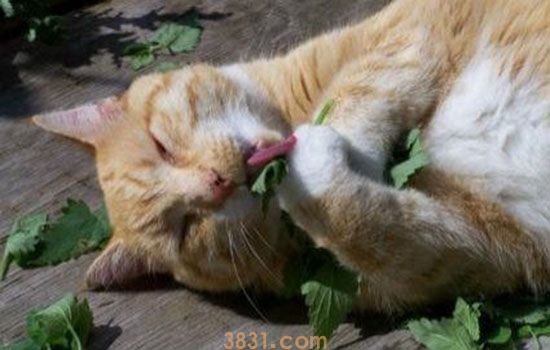 猫脂肪肝的症状 猫脂肪肝竟是饿出来的(图2)