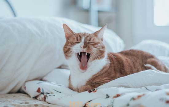 猫晕车症状趴着不动了 猫晕车多久才能缓过来(图2)