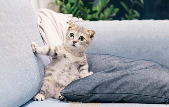 猫晕车症状趴着不动了 猫晕车多久才能缓过来(图1)