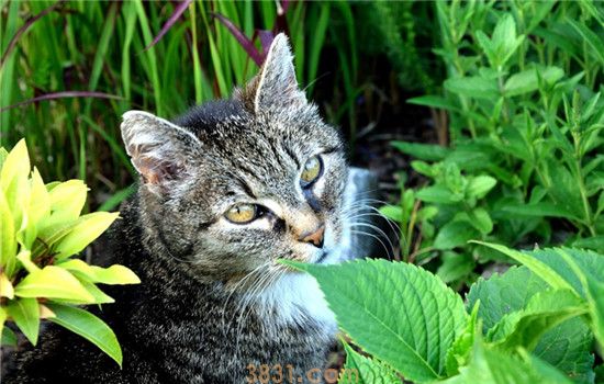 猫吃纸箱有事吗 猫咪都需要哪些营养你知道吗(图1)
